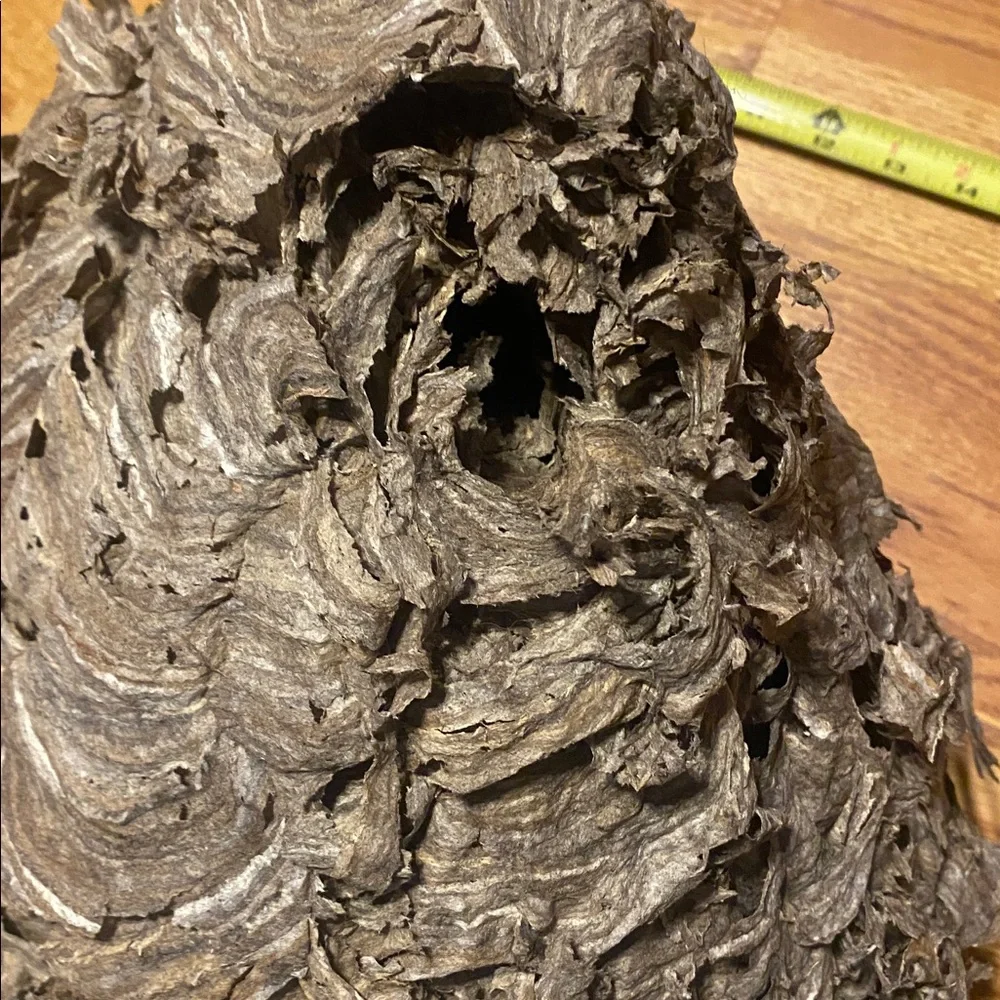 Absolutely gorgeous flawless bald faced hornets nest! Taxidermy, science oddity